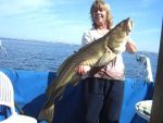 15.6 kilo cod